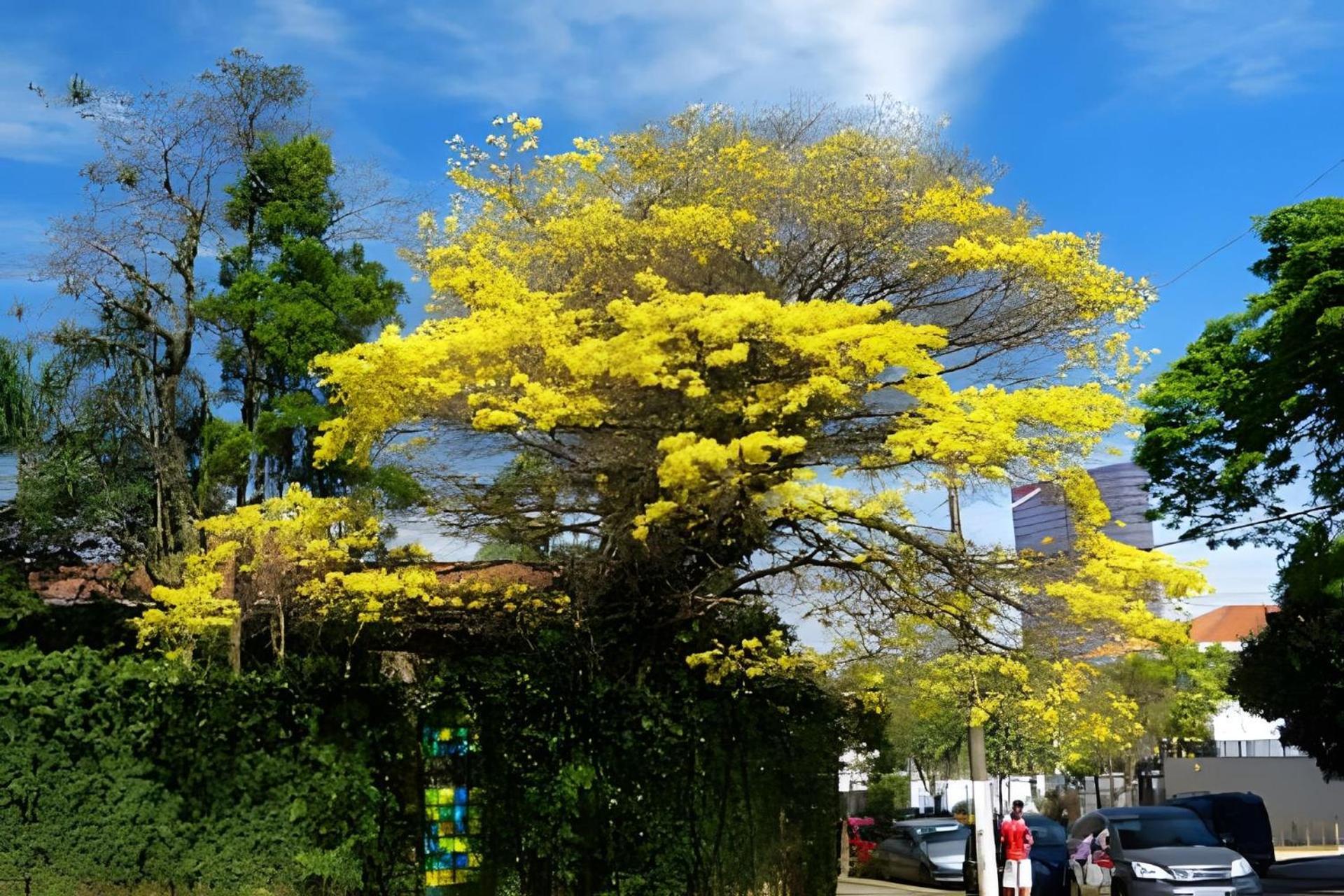 Garden Panoramico Premium *